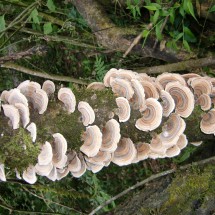 Mushrooms in the Quebrada San Lorenzo